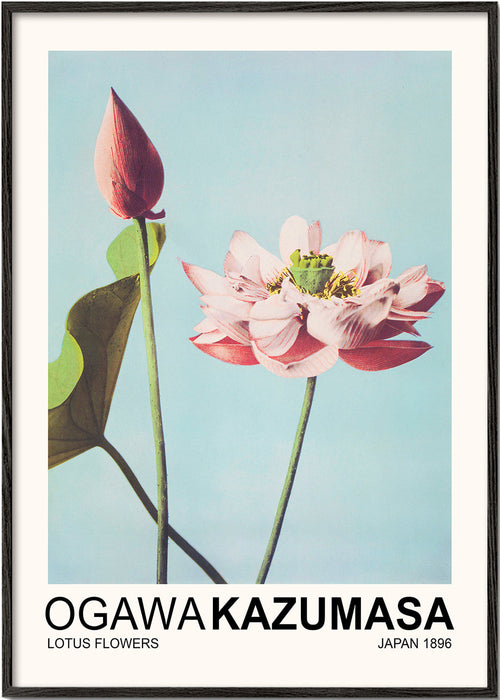 Plakat botaniczny: różowy lotos na niebieskim niebie