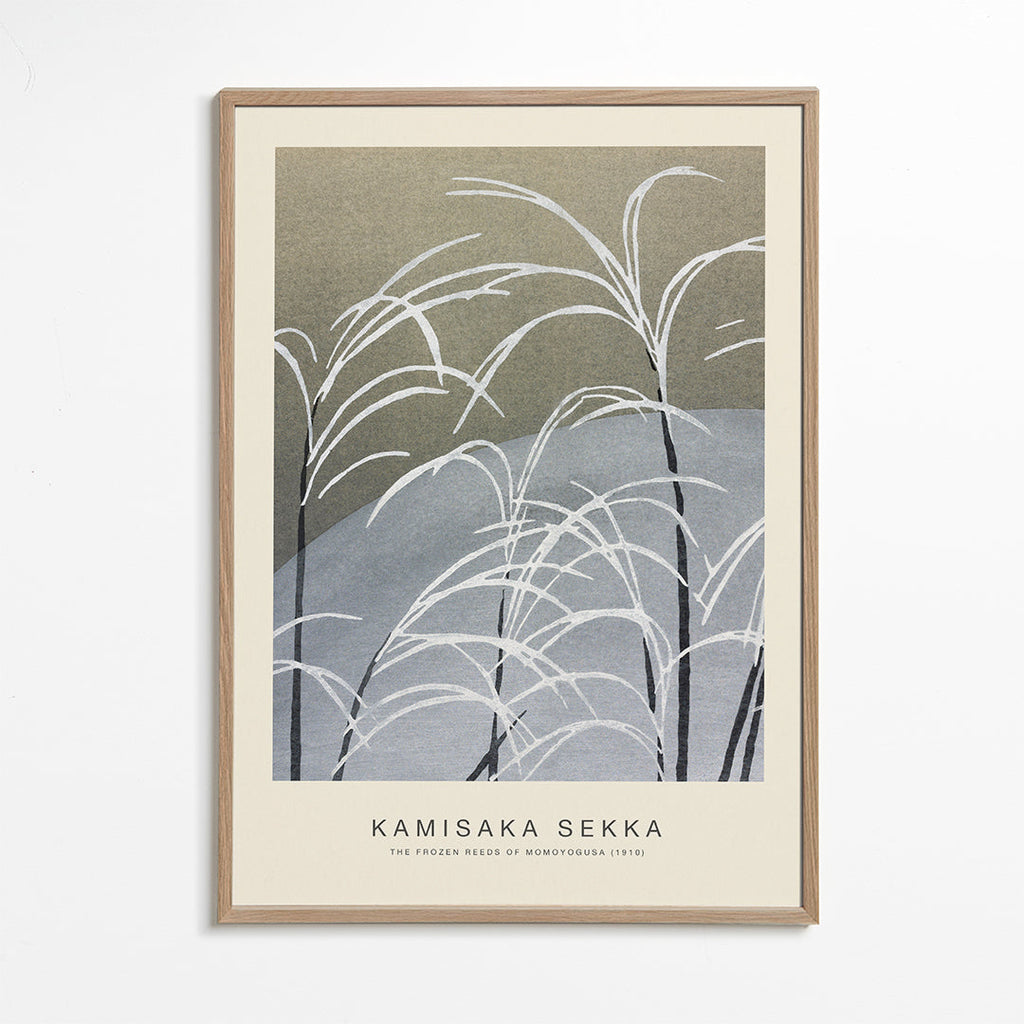 Plakat botaniczny: mrożone trzciny