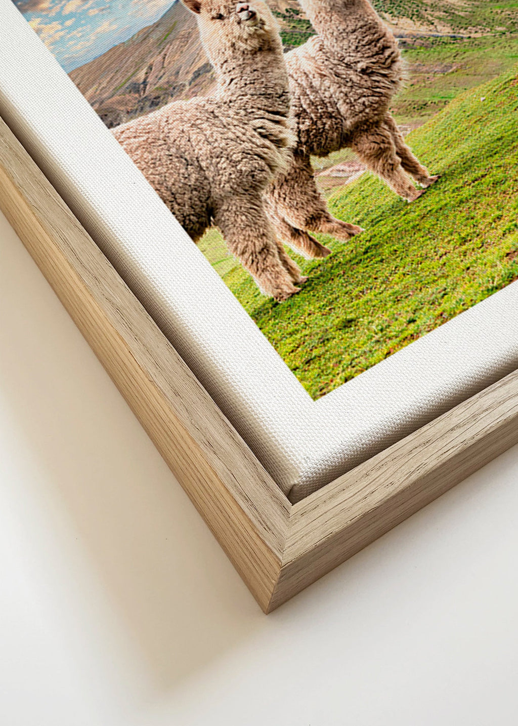 Dzieło alpaki przy tęczowej górze – Canvas detail