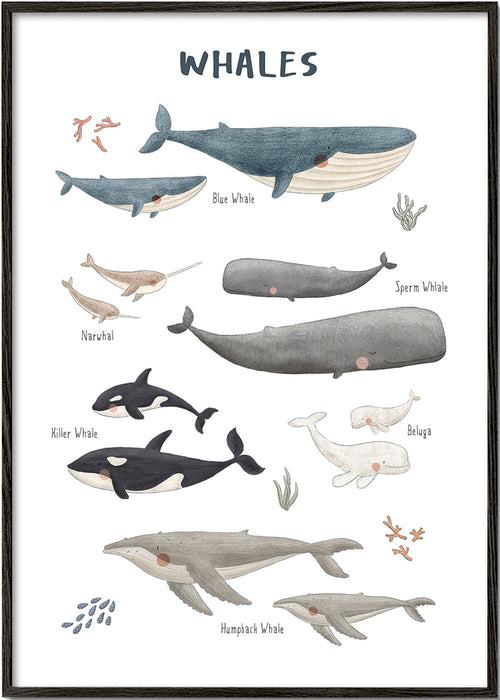 Plakat Wieloryby ilustrowany edukacyjny