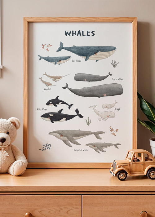 Plakat Wieloryby ilustrowany edukacyjny