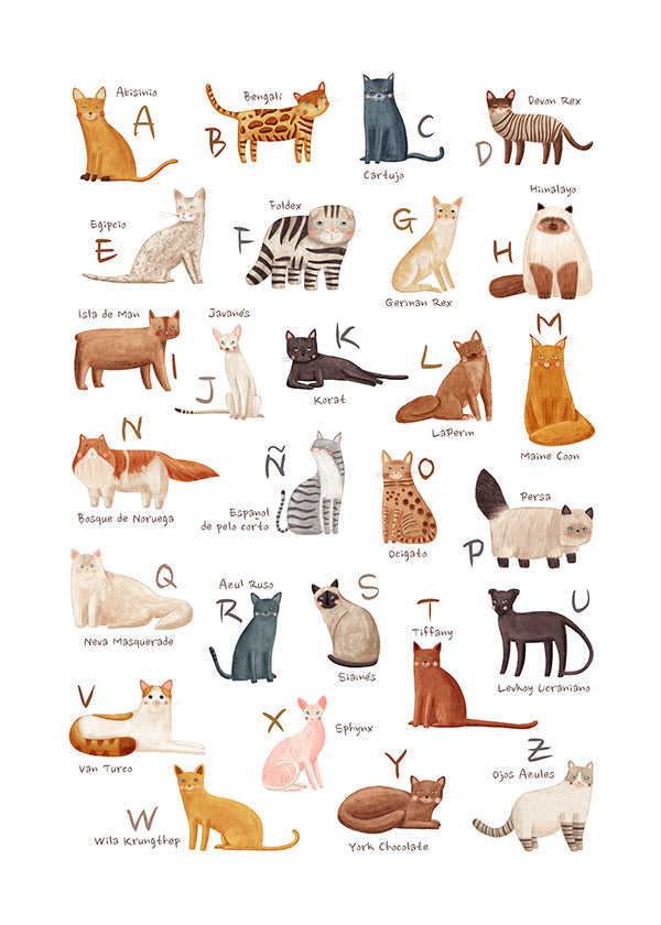 Plakat dla dzieci Alfabet kotów ilustracyjny