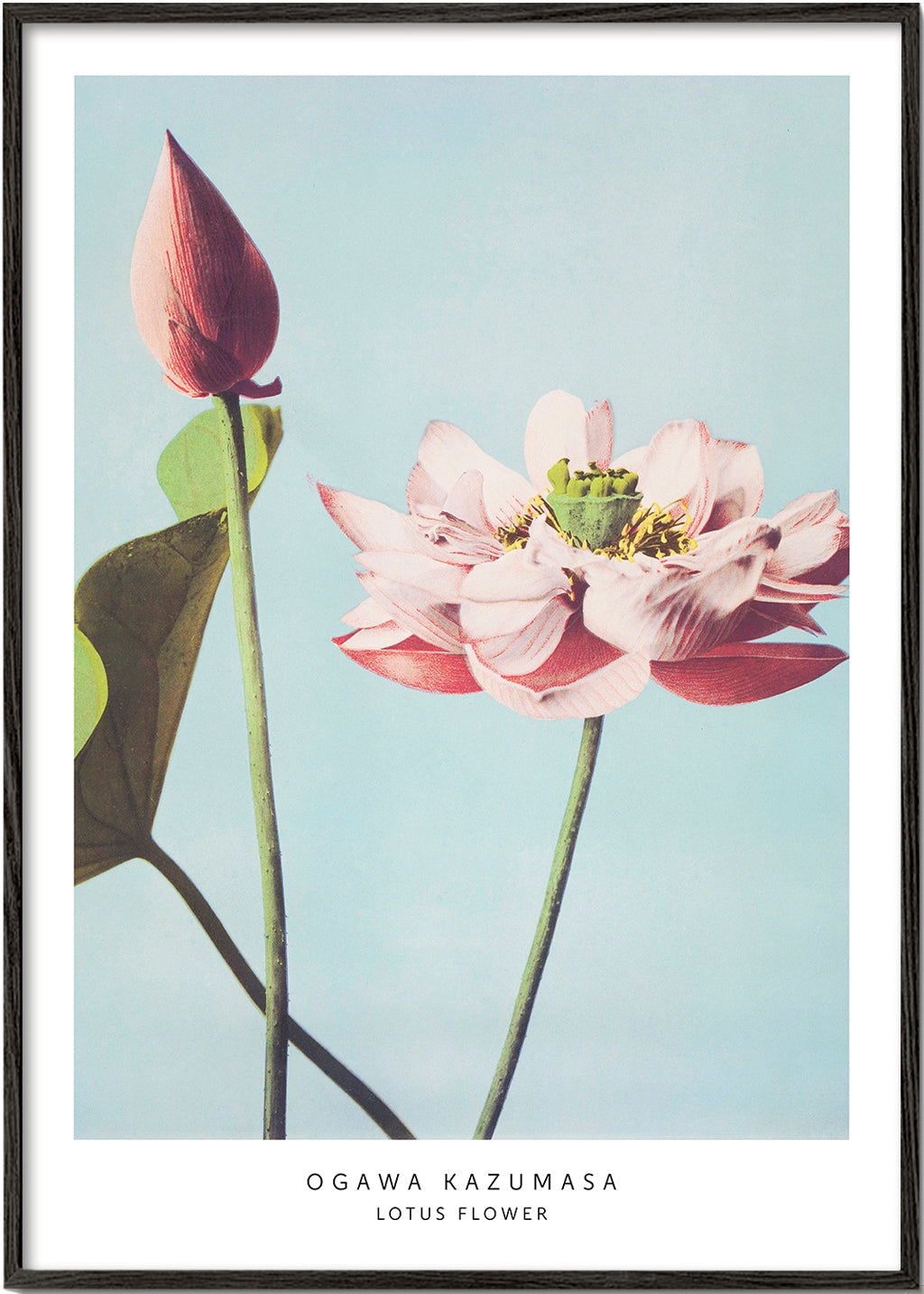 Plakat botaniczny lotos na niebieskim tle