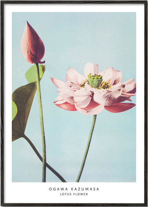 Plakat botaniczny lotos na niebieskim tle