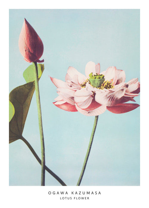 Plakat botaniczny lotos na niebieskim tle