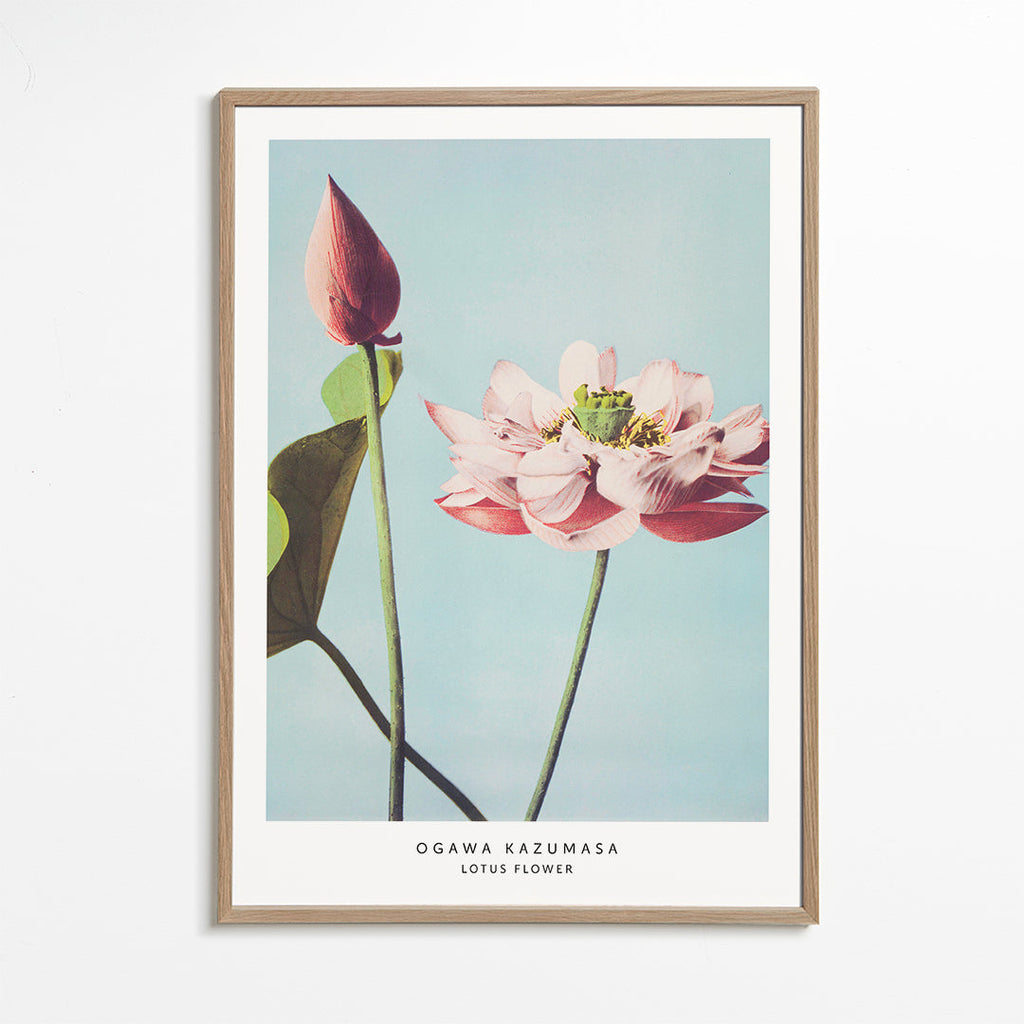 Plakat botaniczny lotos na niebieskim tle