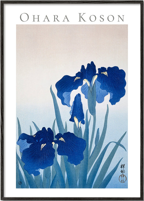 Plakat botaniczny niebieska irys