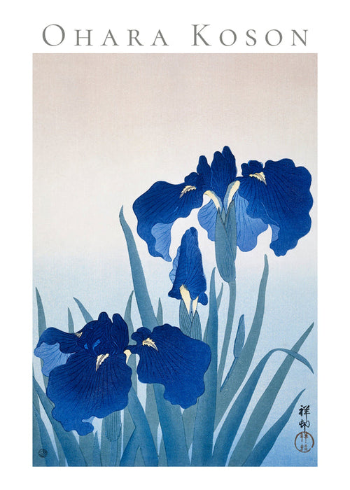 Plakat botaniczny niebieska irys