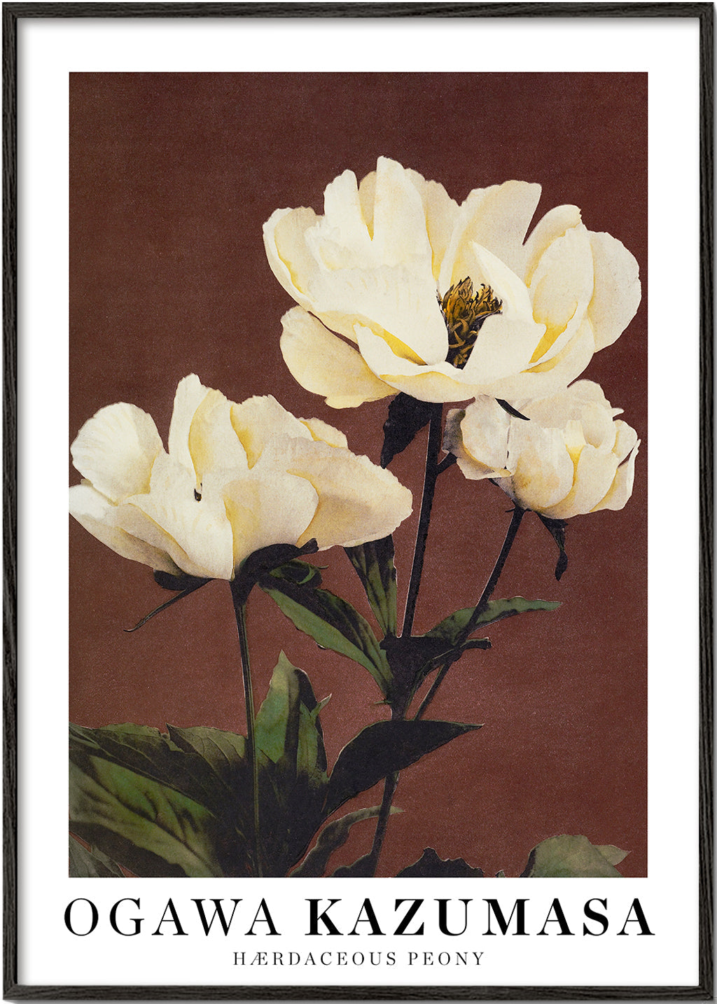 Plakat botaniczny biała piwonia