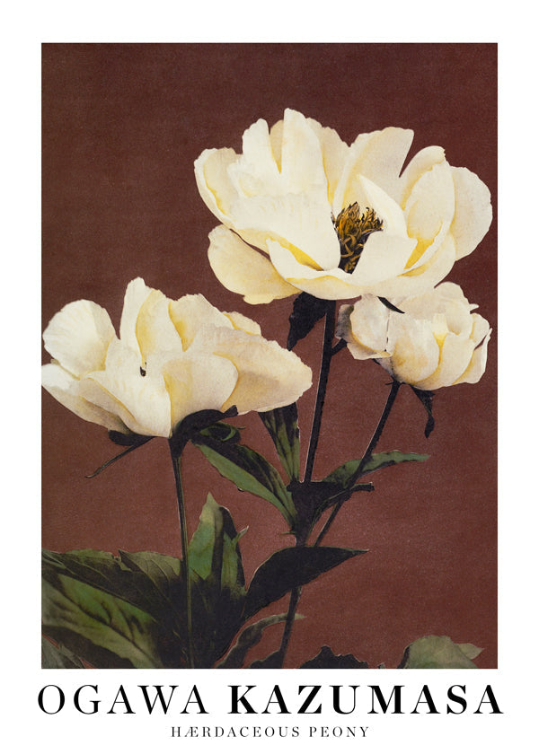 Plakat botaniczny biała piwonia
