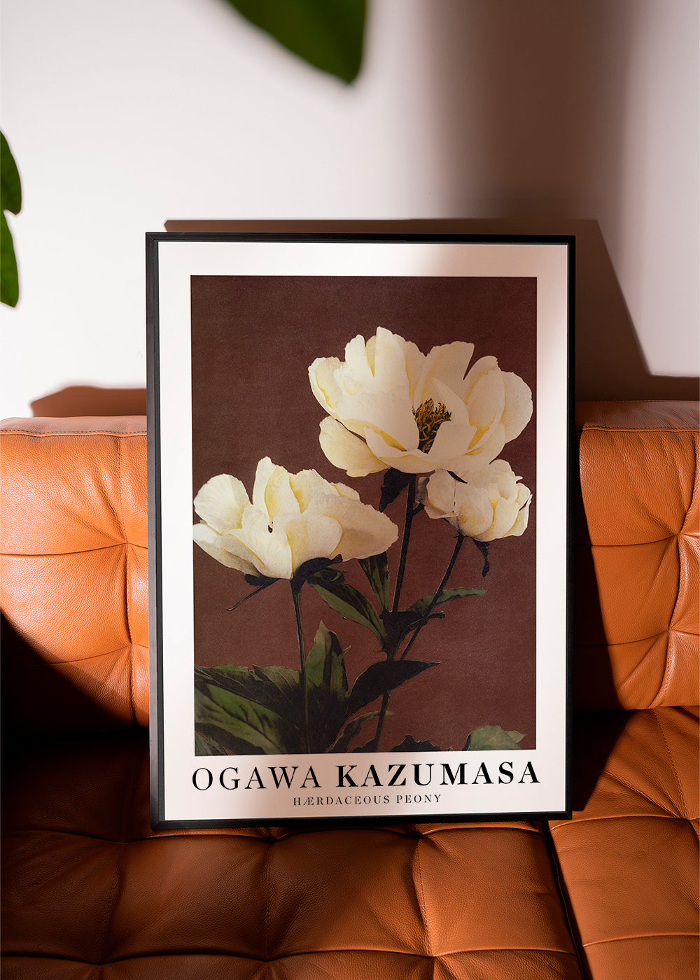 Plakat botaniczny biała piwonia
