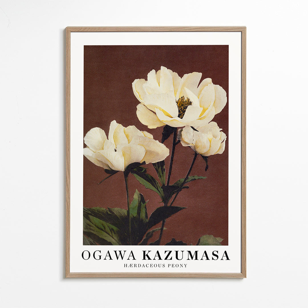 Plakat botaniczny biała piwonia