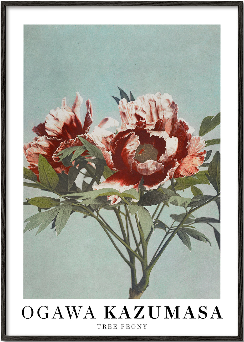 Plakat botaniczny Czerwona piwonia na aqua