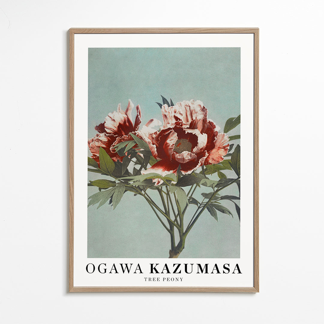 Plakat botaniczny Czerwona piwonia na aqua