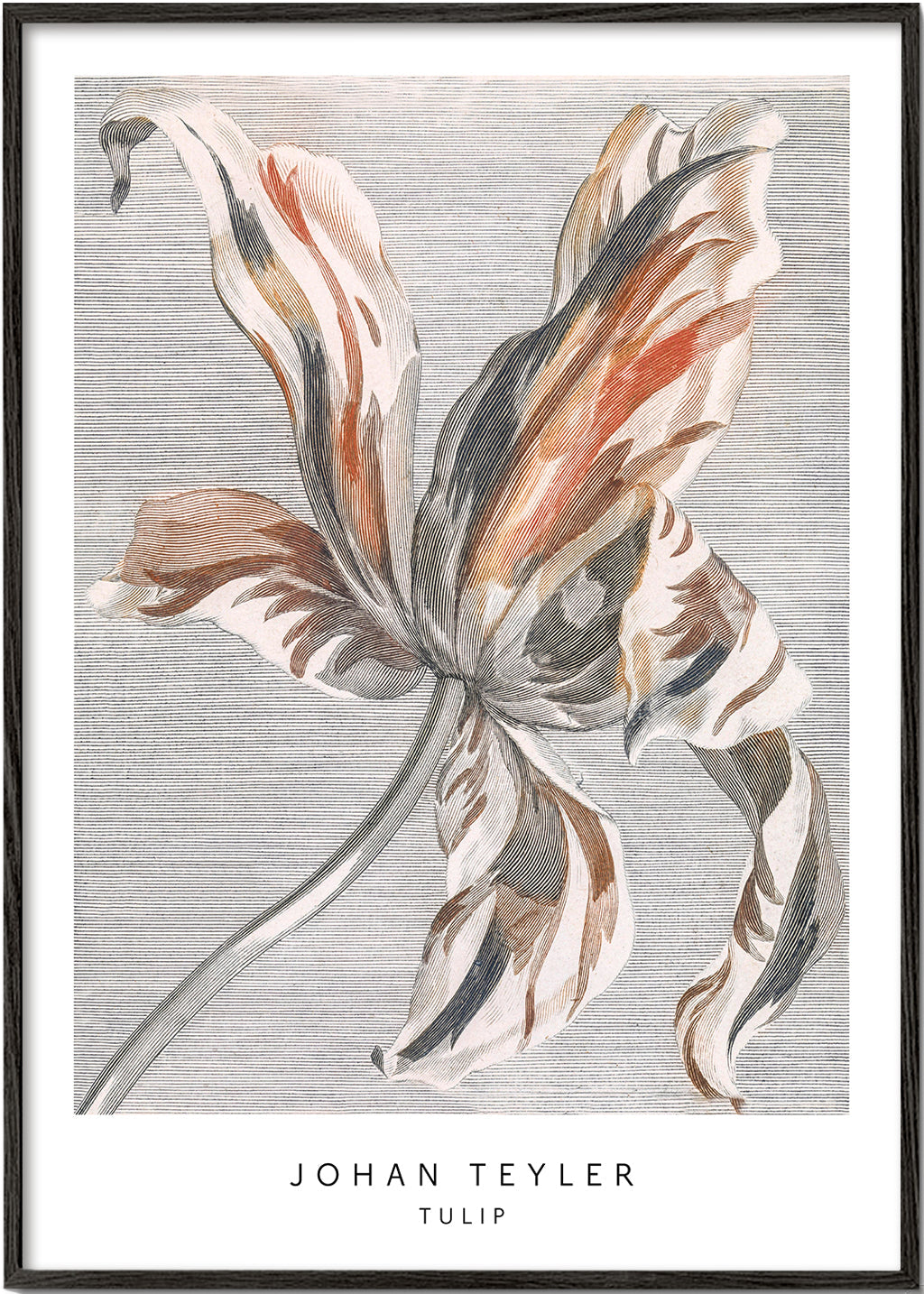 Plakat botaniczny: szkic tulipana