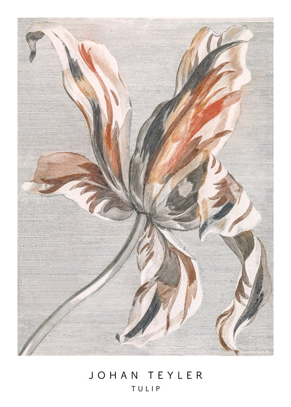 Plakat botaniczny: szkic tulipana