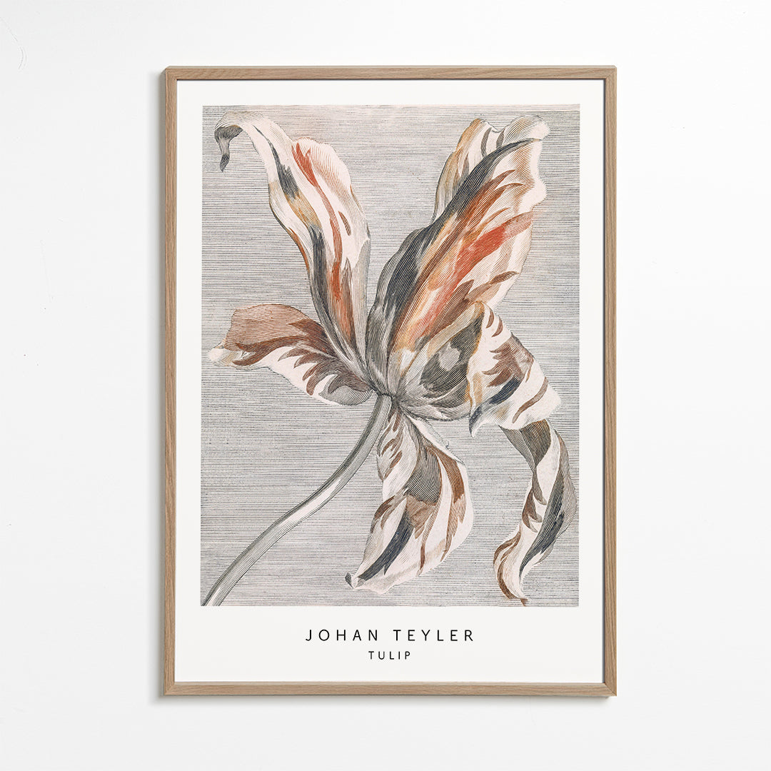 Plakat botaniczny: szkic tulipana