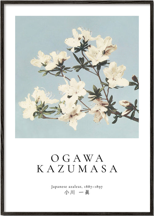 Plakat botaniczny: azalie japońskie na niebieskim