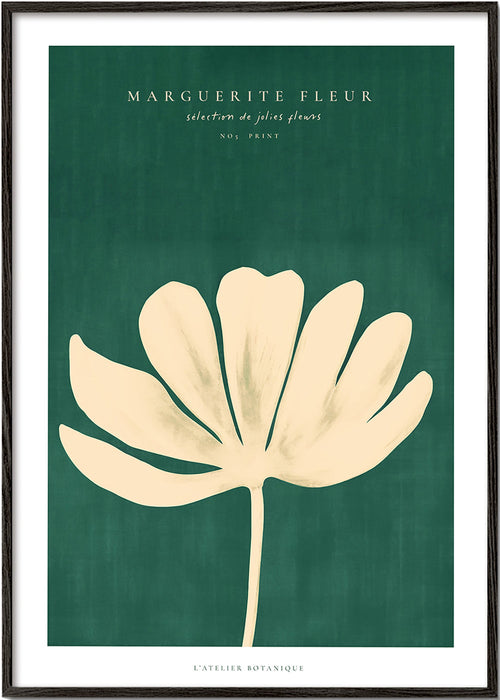 Plakat botaniczny margaretka w kremowej sylwetce