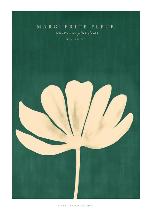 Plakat botaniczny margaretka w kremowej sylwetce