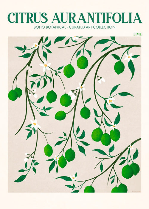 Plakat botaniczny z gałązkami limonki
