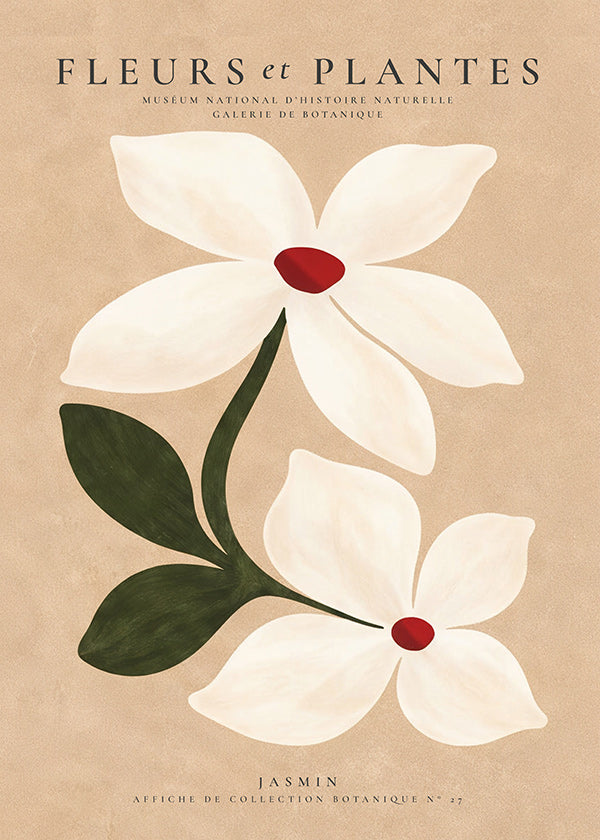 Plakat botaniczny jaśmin na beżowym tle