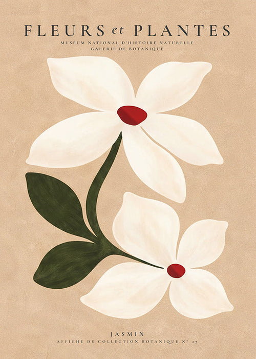 Plakat botaniczny jaśmin na beżowym tle