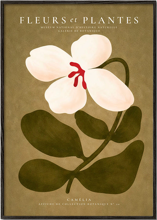 Plakat botaniczny: biała kamelia na oliwkowym tle
