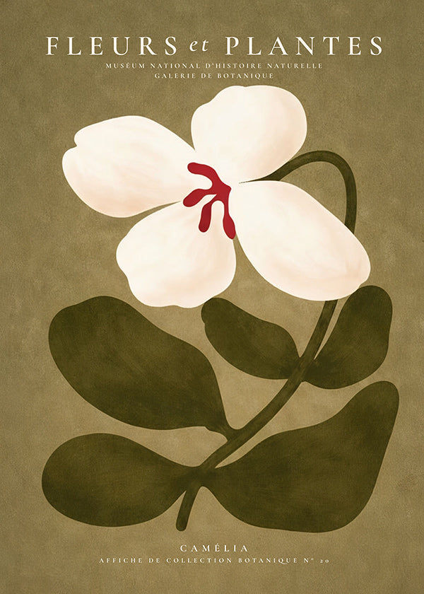 Plakat botaniczny: biała kamelia na oliwkowym tle