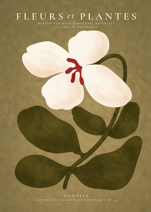 Plakat botaniczny: biała kamelia na oliwkowym tle