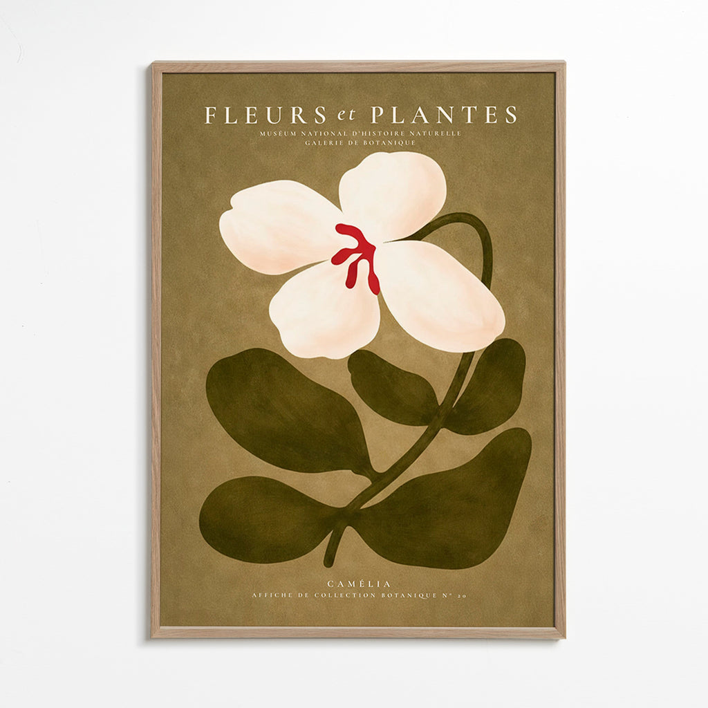 Plakat botaniczny: biała kamelia na oliwkowym tle