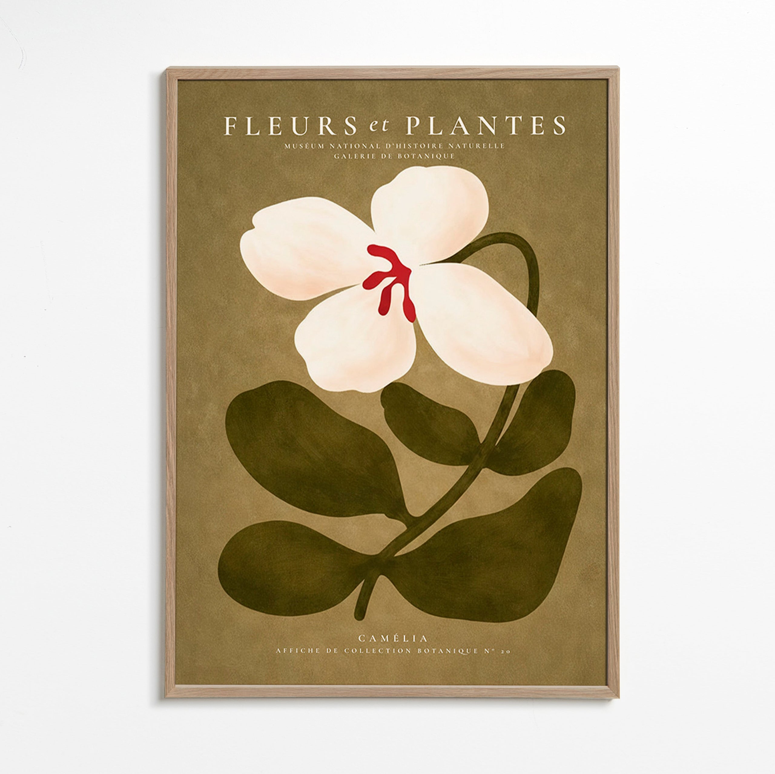 Plakat botaniczny: biała kamelia na oliwkowym tle
