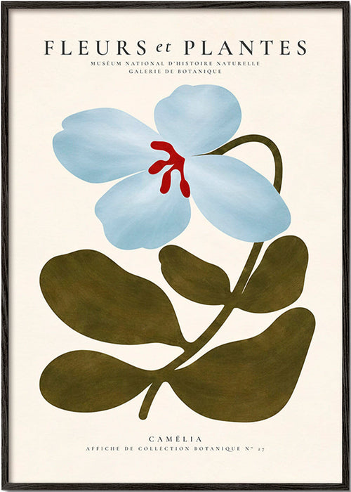 Plakat botaniczny Niebieska kamelia