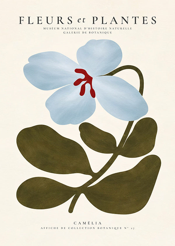 Plakat botaniczny Niebieska kamelia
