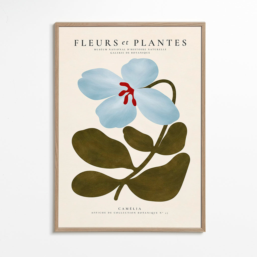 Plakat botaniczny Niebieska kamelia