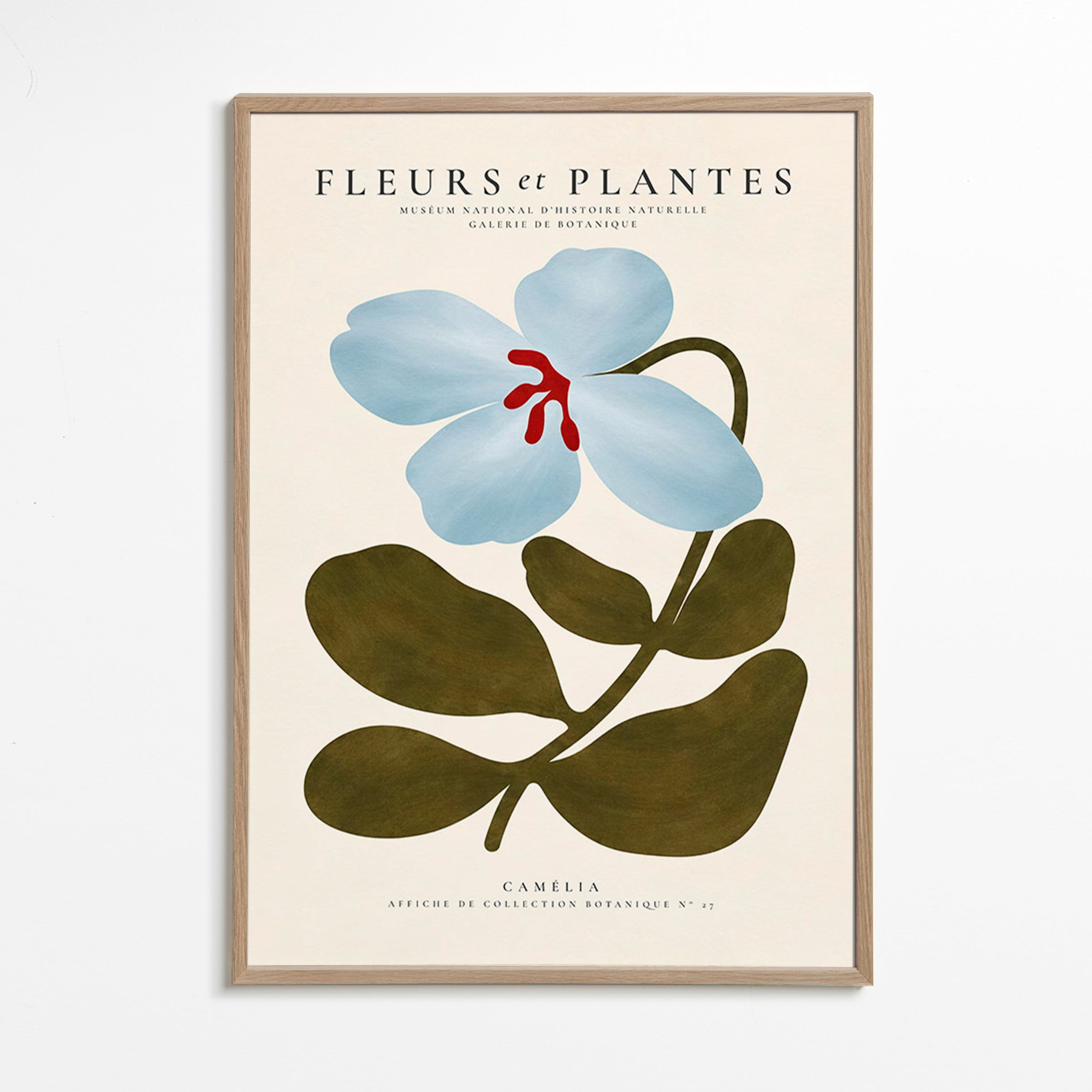 Plakat botaniczny Niebieska kamelia