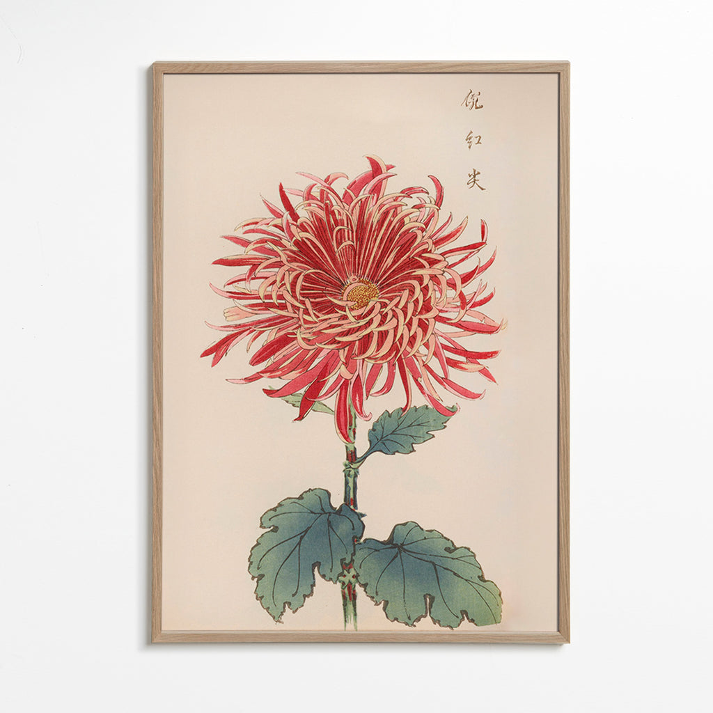 Plakat botaniczny czerwony chryzantema szczegółowy