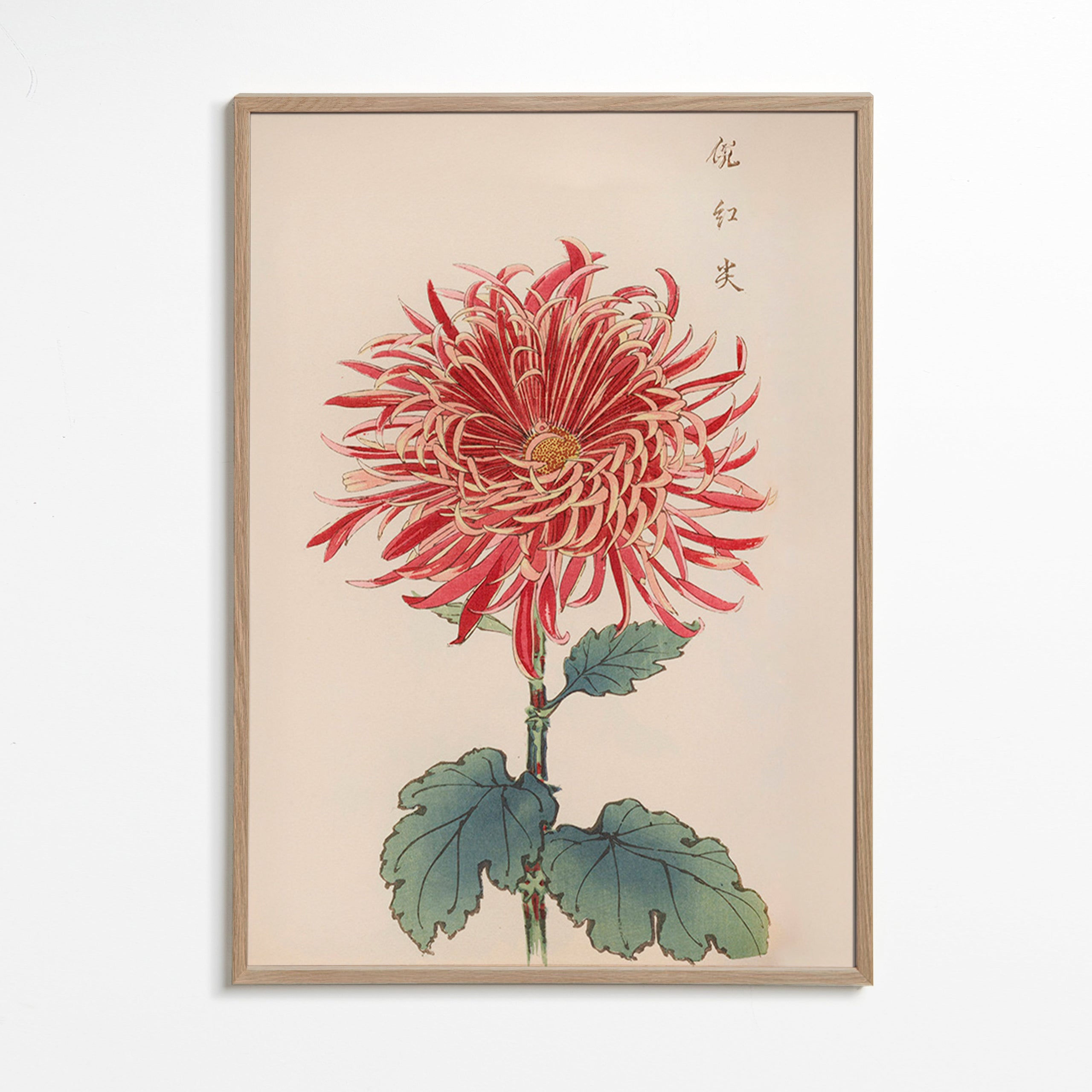 Plakat botaniczny czerwony chryzantema szczegółowy