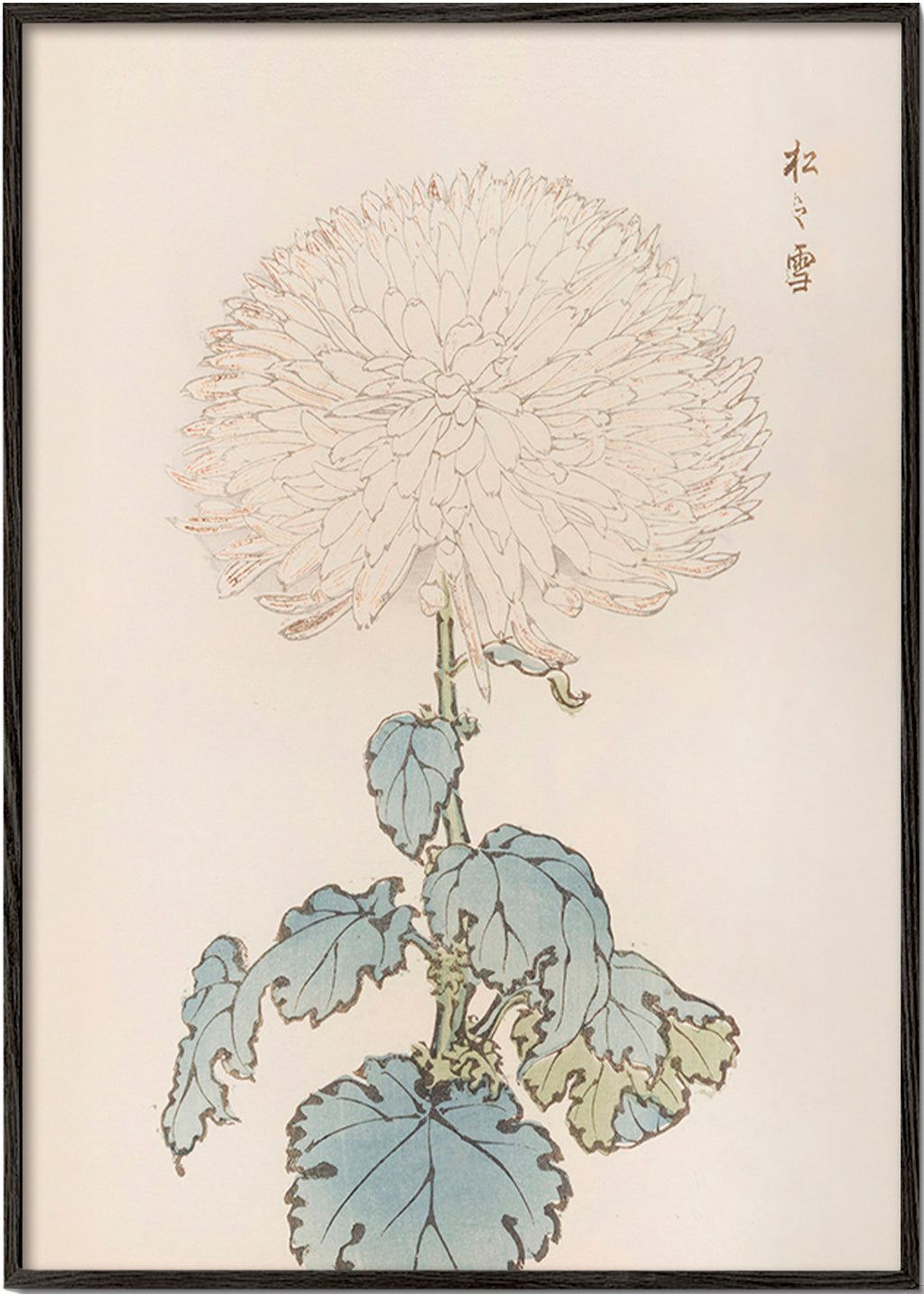 Plakat botaniczny: japońska chryzantema szczegółowo