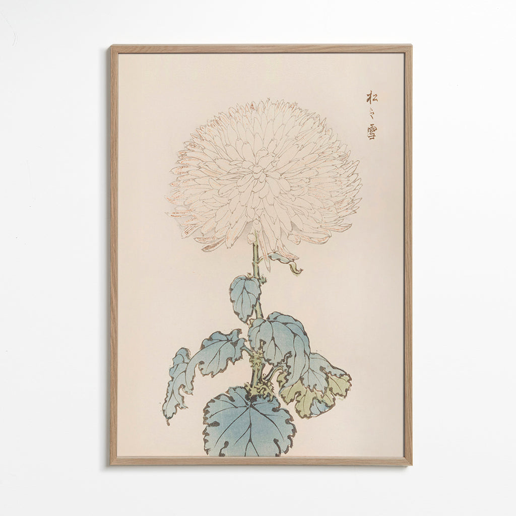 Plakat botaniczny: japońska chryzantema szczegółowo