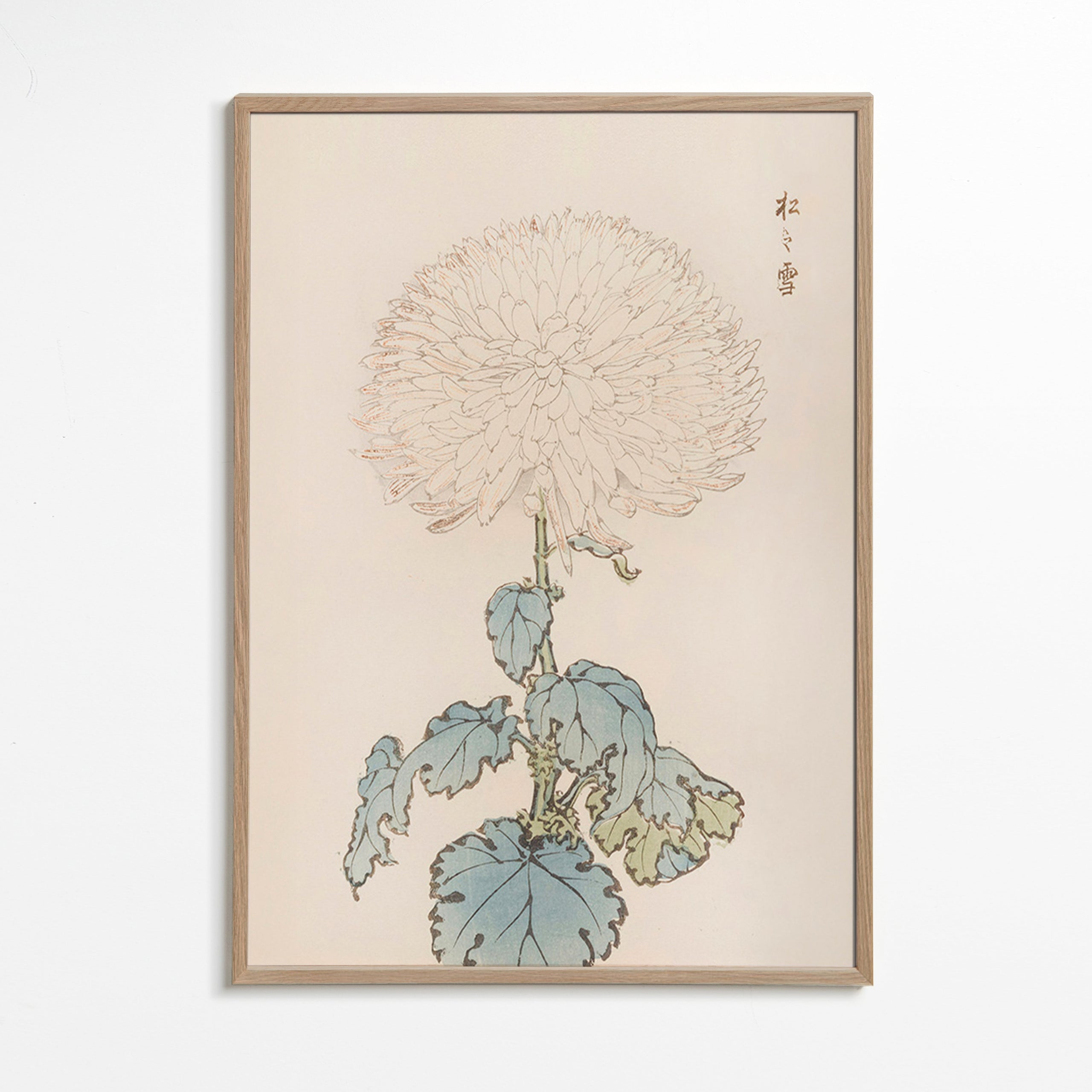 Plakat botaniczny: japońska chryzantema szczegółowo