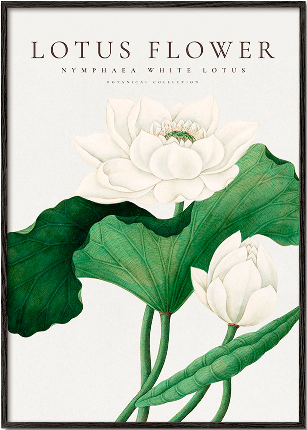 Plakat botaniczny Biały lotos studyjny