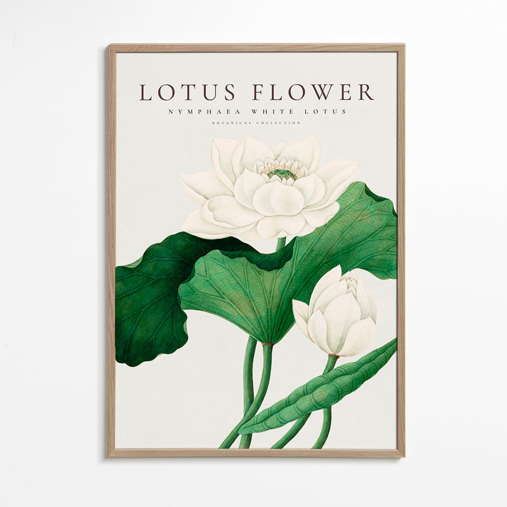 Plakat botaniczny Biały lotos studyjny