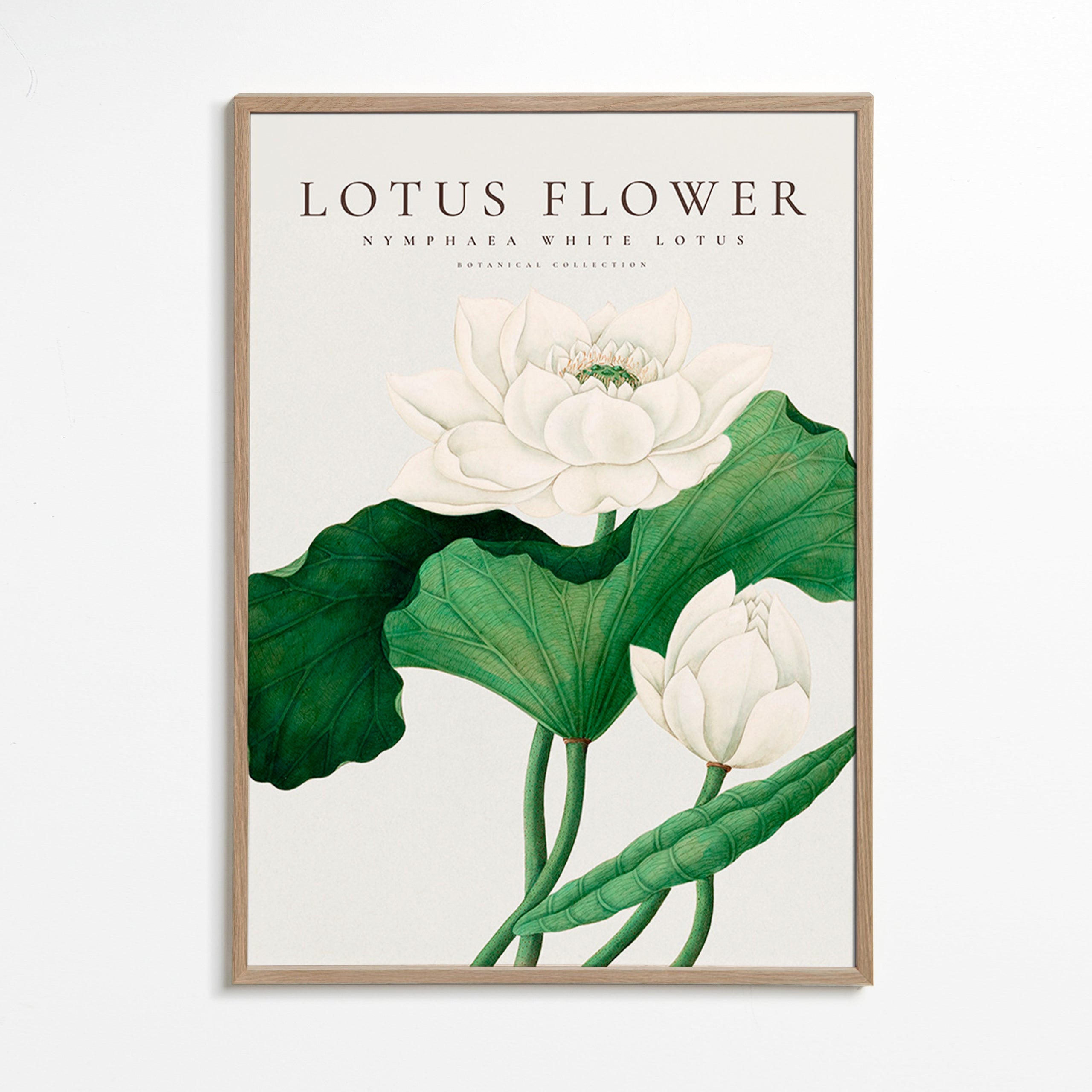 Plakat botaniczny Biały lotos studyjny