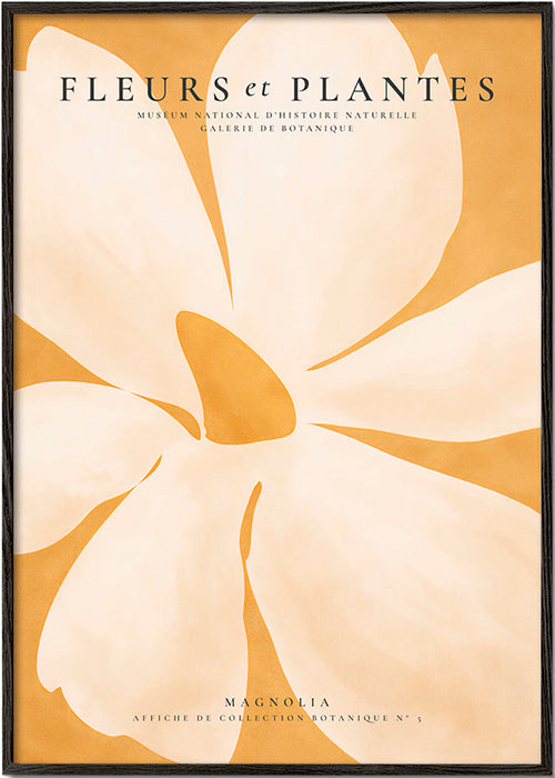 Plakat botaniczny Magnolia duży format