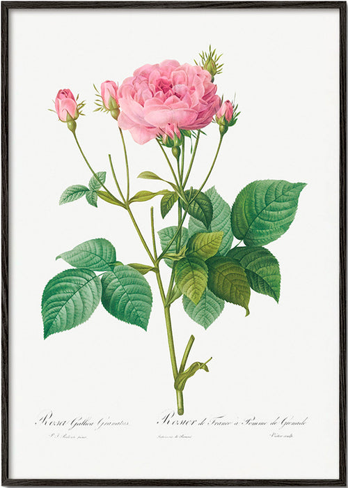 Plakat botaniczny Róża Gallica – Black Frame