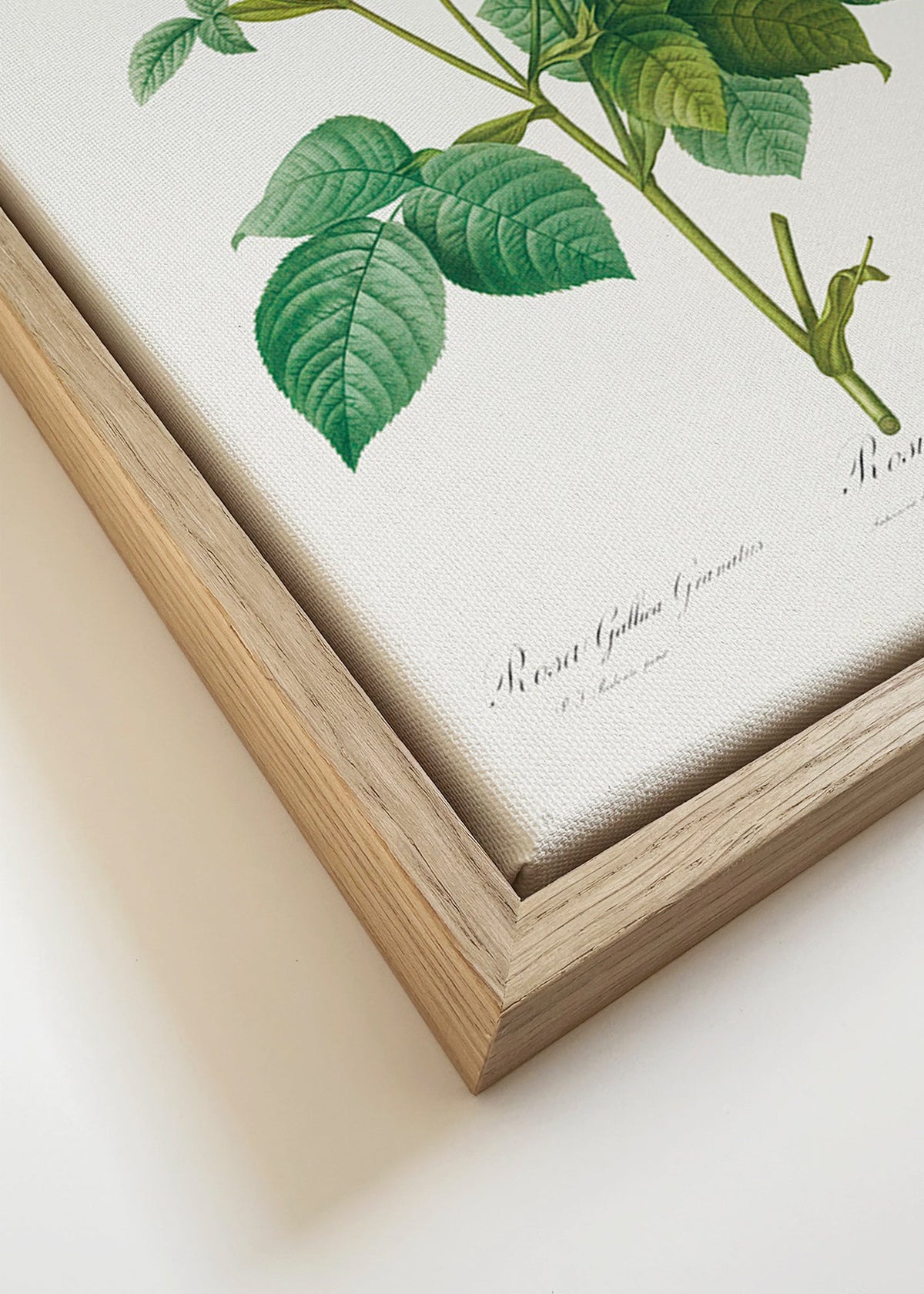 Plakat botaniczny Róża Gallica – Canvas detail