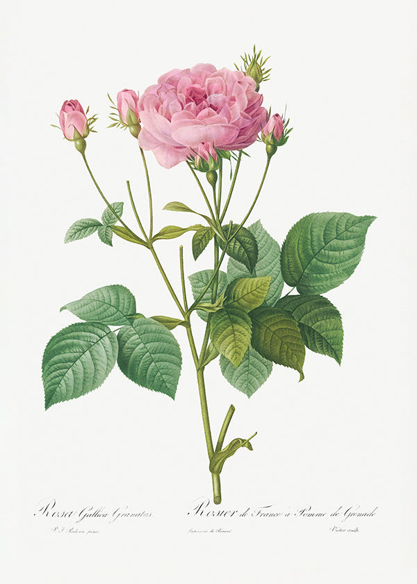 Plakat botaniczny Róża Gallica