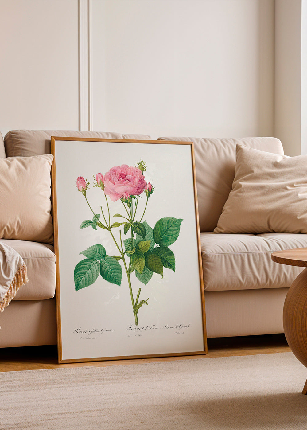 Plakat botaniczny Róża Gallica – Product1