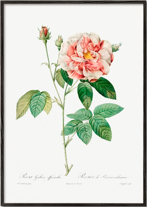 Plakat botaniczny Róża Gallica tablica naukowa – Black Frame